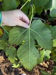 Ficus carica