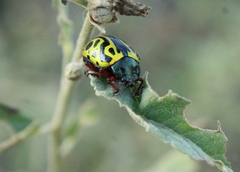 Calligrapha serpentina