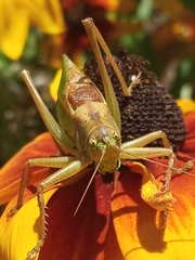 Tettigonia cantans