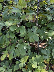 Ficus carica