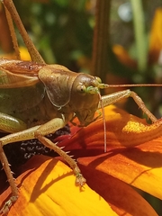 Tettigonia cantans