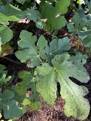 Ficus carica