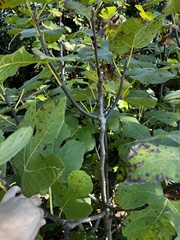 Ficus carica