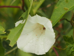 Calystegia sepium