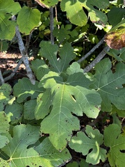 Ficus carica