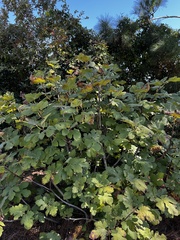 Ficus carica