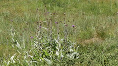 Cirsium heterophyllum