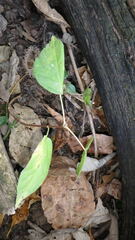 Circaea canadensis