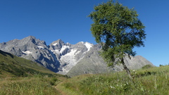 Betula pendula