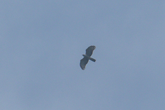 Aviceda jerdoni jerdoni