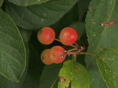 Malus