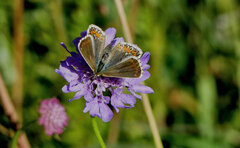 Polyommatus coridon