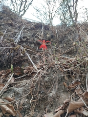 Sprekelia formosissima