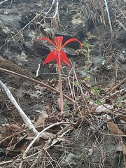 Sprekelia formosissima