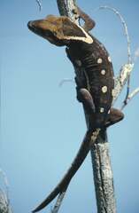 Correlophus sarasinorum