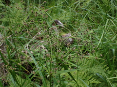 Scirpus microcarpus