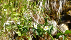 Ranunculus aconitifolius