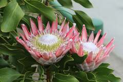 Protea cynaroides