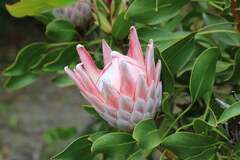 Protea cynaroides