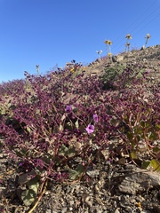 Mirabilis elegans