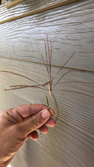 Chloris verticillata