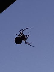 Larinioides patagiatus