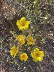 Balbisia peduncularis