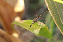 Leptoglossus zonatus