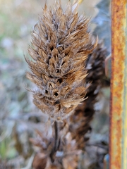 Dracocephalum parviflorum