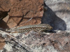Podarcis muralis