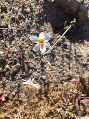 Leucocoryne coronata