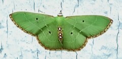Nemoria lixaria