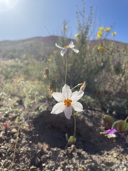 Leucocoryne coronata