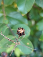 Lagerstroemia indica