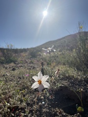 Leucocoryne coronata