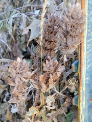 Dracocephalum parviflorum