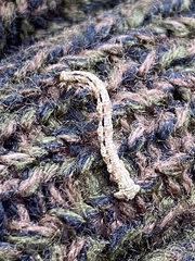 Erannis tiliaria