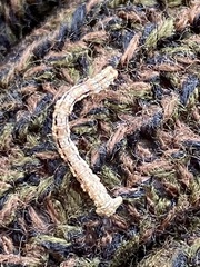 Erannis tiliaria