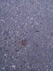 Larinioides patagiatus