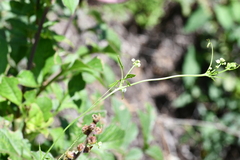 Cyclanthera dissecta