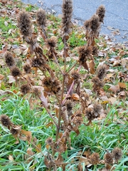 Dracocephalum parviflorum