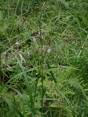 Scirpus microcarpus