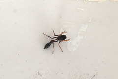 Myrmarachne melanocephala