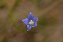 Wahlenbergia violacea