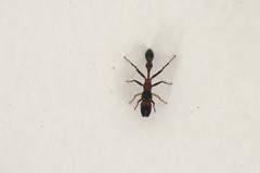 Myrmarachne melanocephala