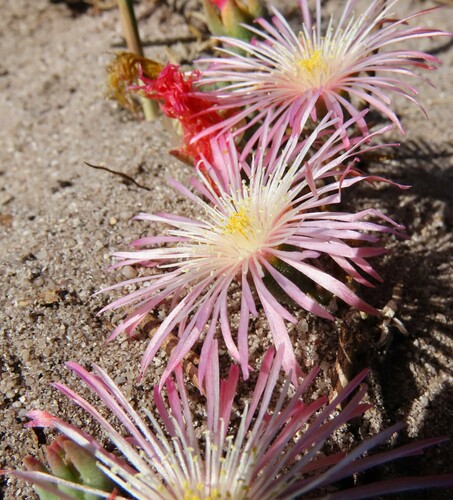 Mesembryanthemum canaliculatum Haw. 3