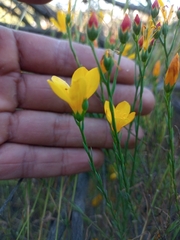 Linum macraei