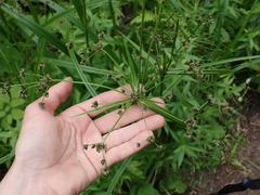 Scirpus microcarpus