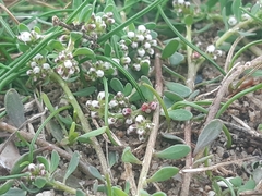 Corrigiola litoralis