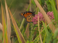 Danaus plexippus